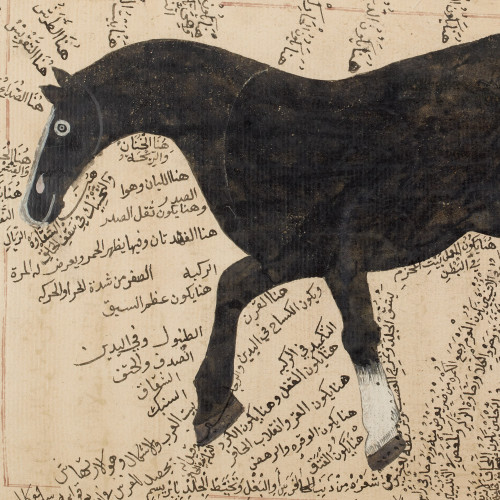 Anatomie et pathologie du cheval