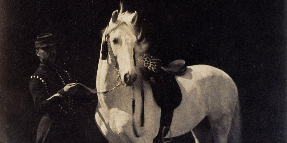 Boghari, cheval arabe