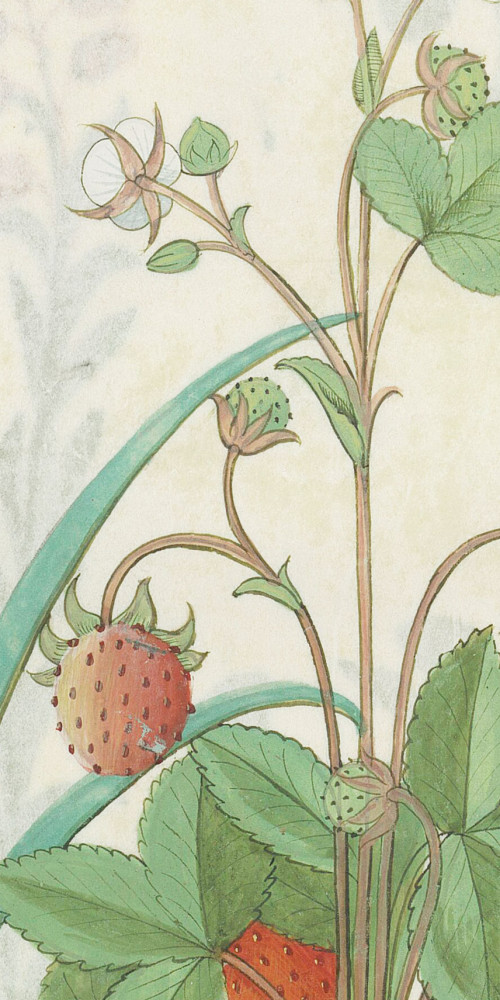 Les fraises