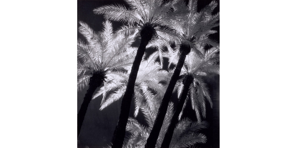 Palmiers à Marrakech