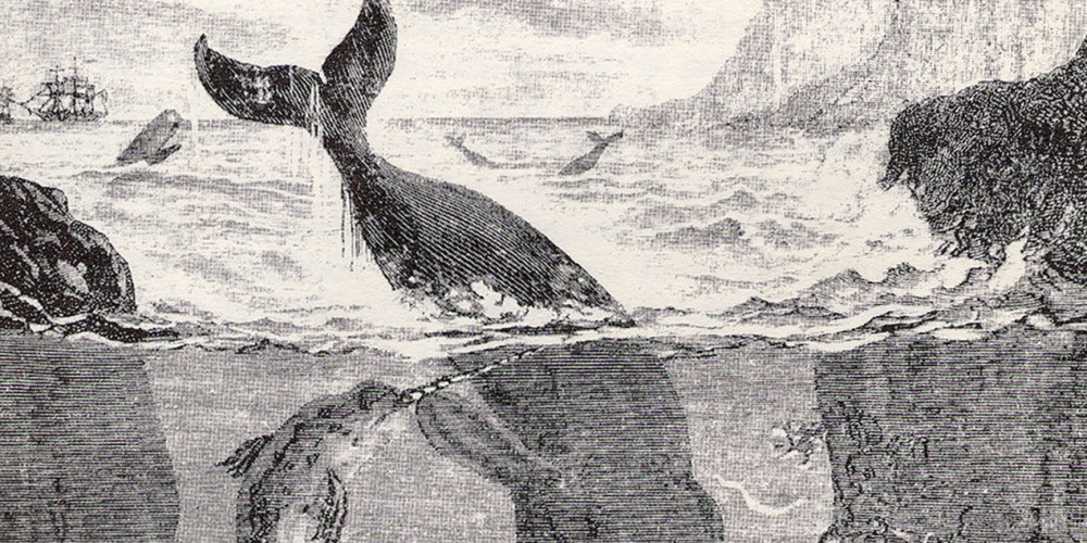 La baleine de Vingt Mille Lieues sous les mers
