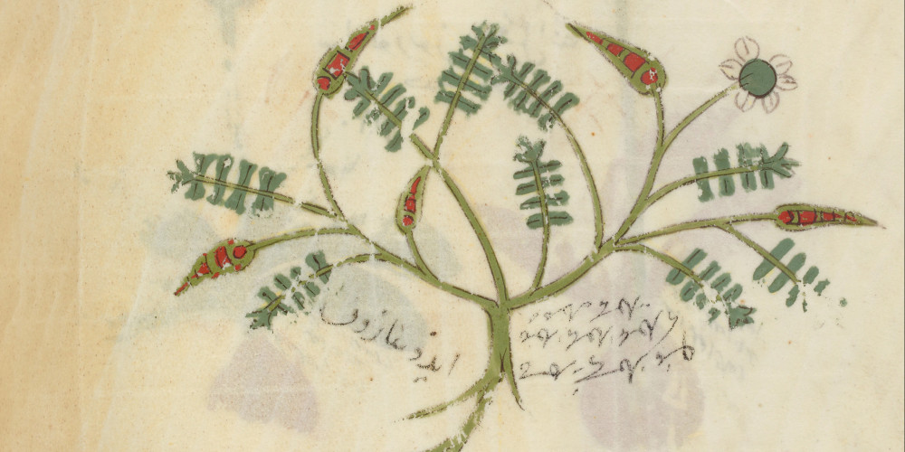 Botanique issue de manuscrits grecs