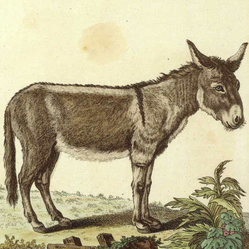L’Âne
