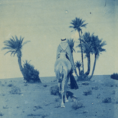 Homme sur un dromadaire et palmiers à l’ouest d’El-Goléa