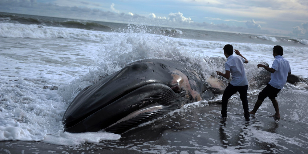Une baleine à bosse échouée sur la plage