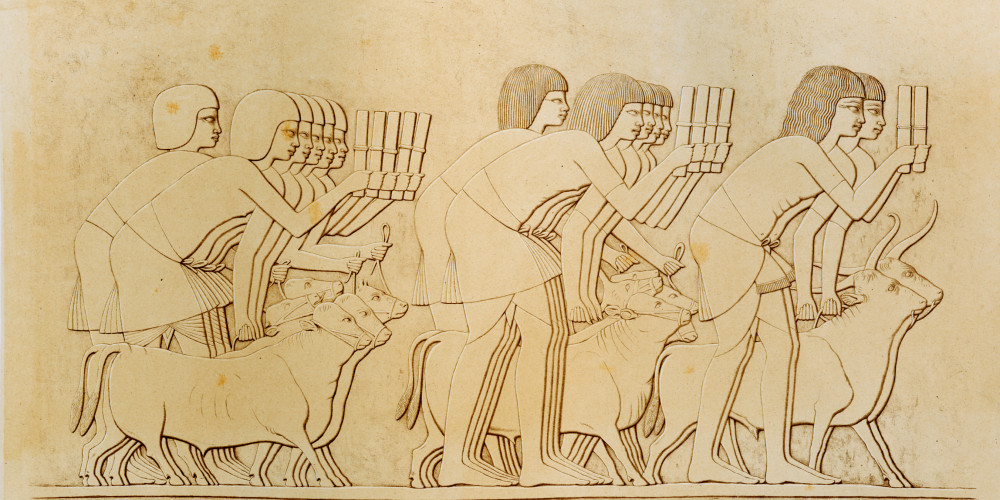 Dénombrement des bœufs. Tombeau de Chamhati [Khâemhat], intendant des domaines (18e dynastie)