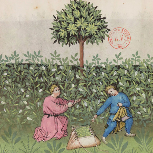 La récolte des fèves