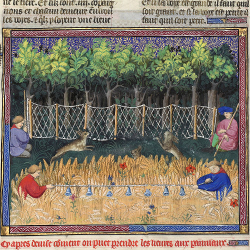 La chasse au lièvre
