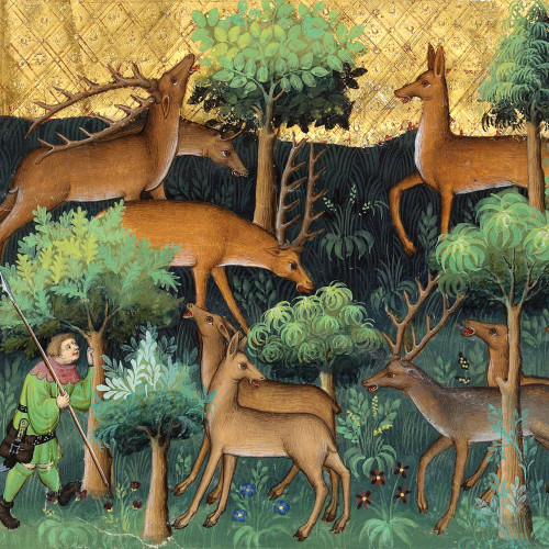 Chasse au cerf