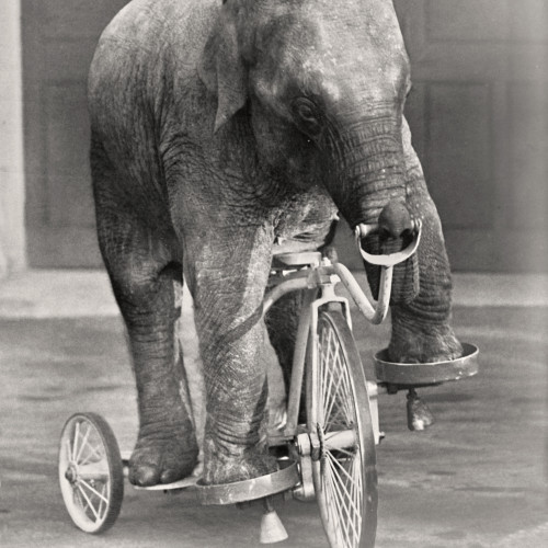 L'éléphant cycliste