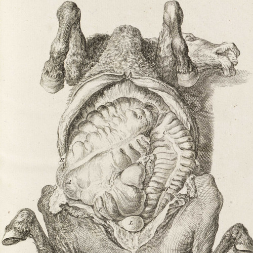 Les Organes internes du cheval
