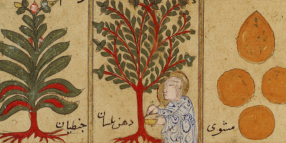 Tableau de plantes médicinales du 12e siècle