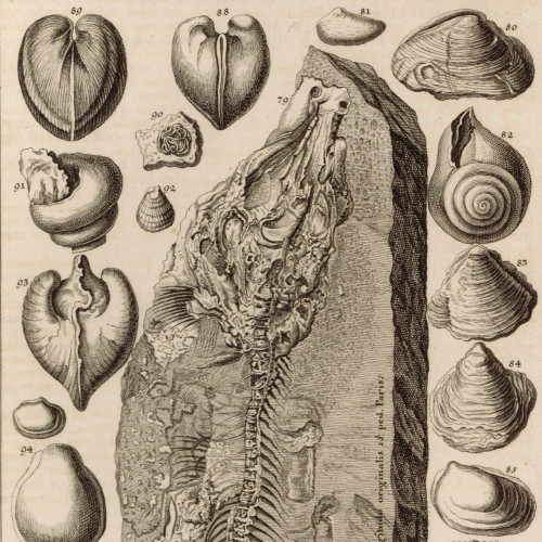 La Physique sacrée de Scheuchzer