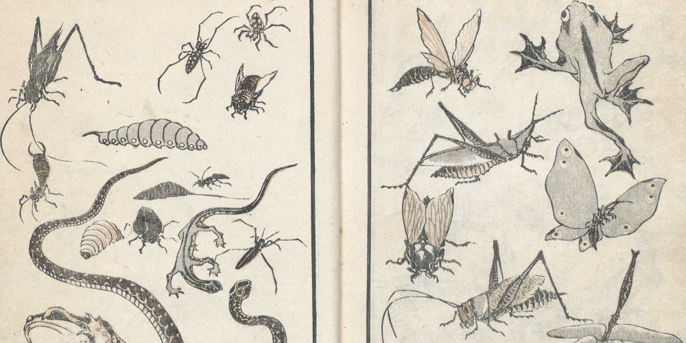 Insectes, reptiles et batraciens