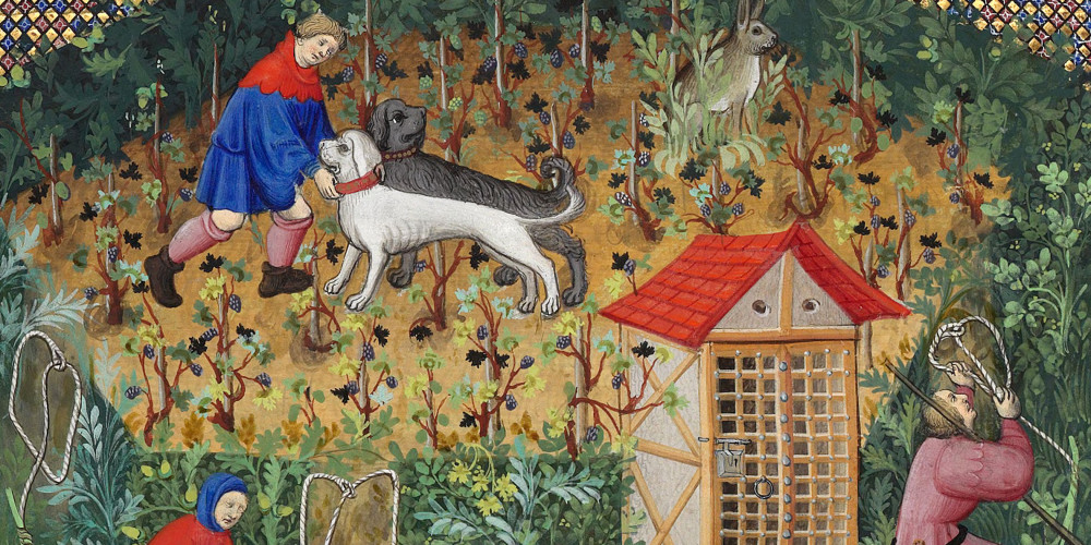 Chasse au lièvre