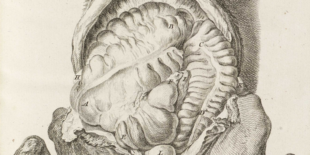 Les Organes internes du cheval