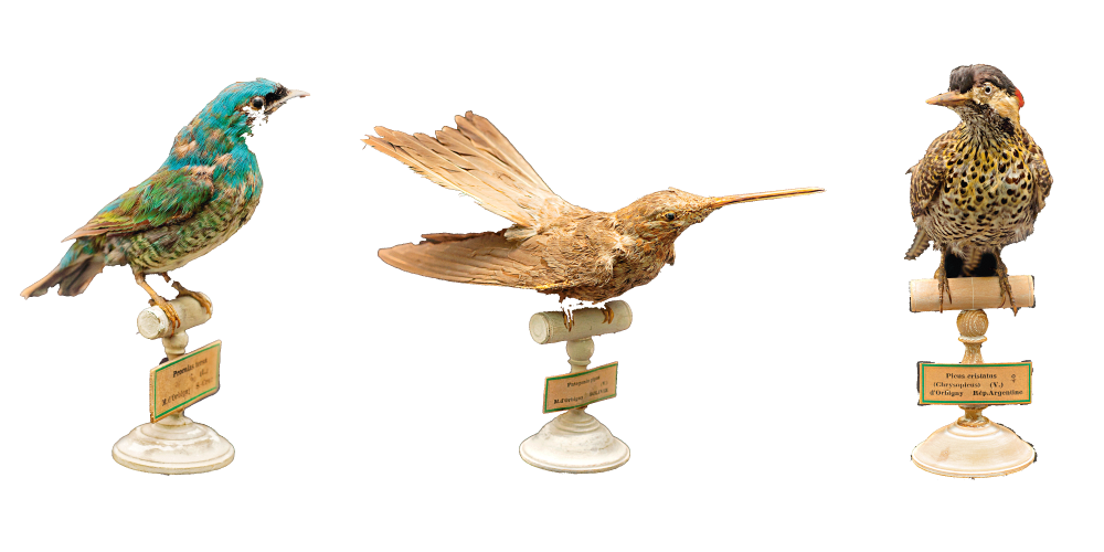 Trois oiseaux naturalisés lors de l'expédition d'Alcide d'Orbigny