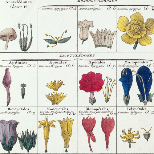 Classification botanique de Jussieu