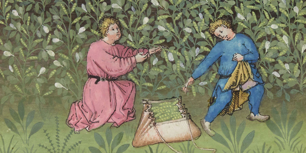 La récolte des fèves