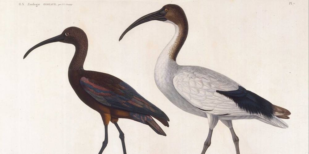L’ibis blanc ou ibis sacré, et  l’ibis noir