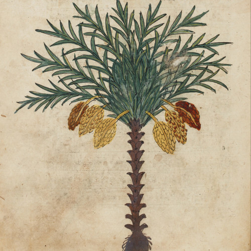 Les plantes dans une encyclopédie mamelouke