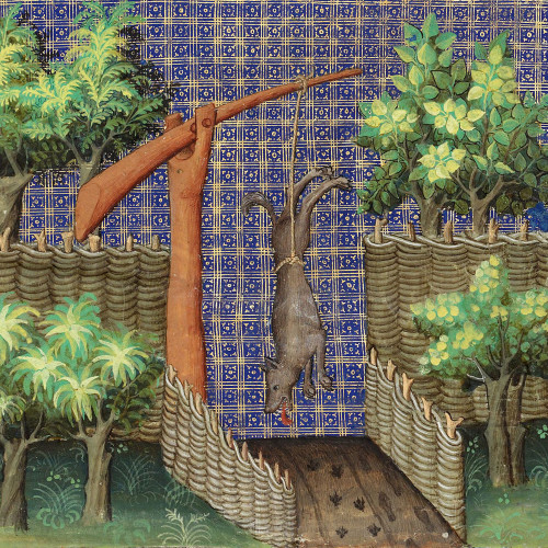 Chasse au loup