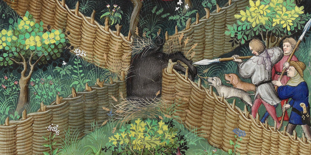 Chasse au sanglier