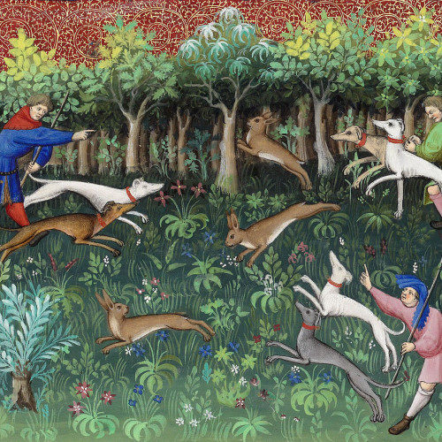 Chasse au lièvre