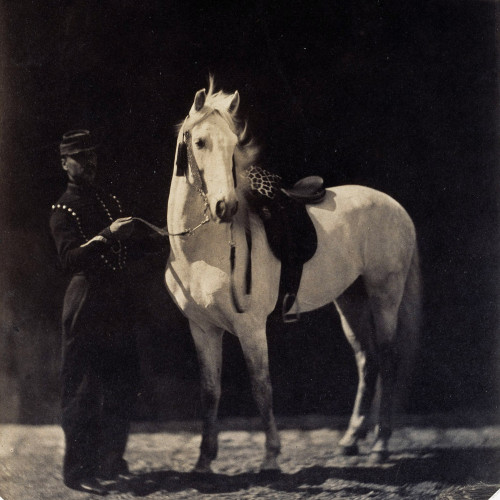 Boghari, cheval arabe