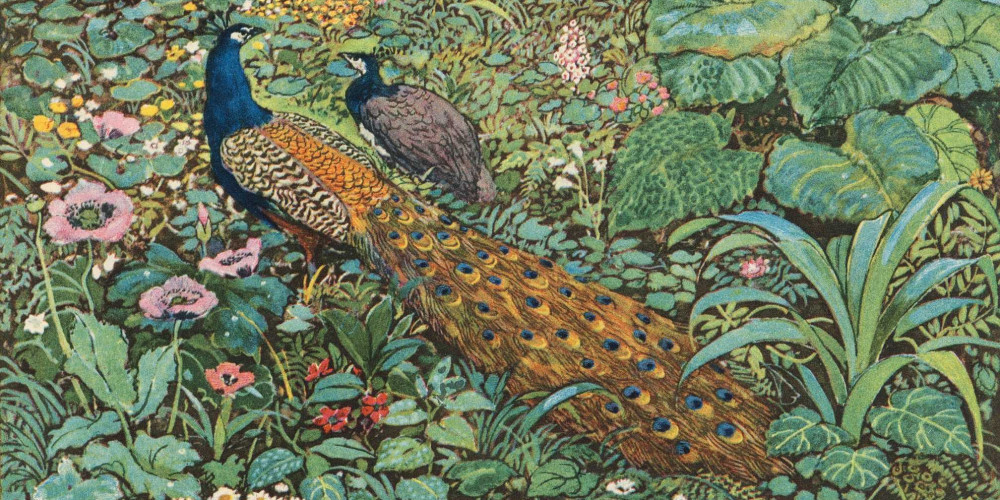 Histoire charmante des animaux et des oiseaux