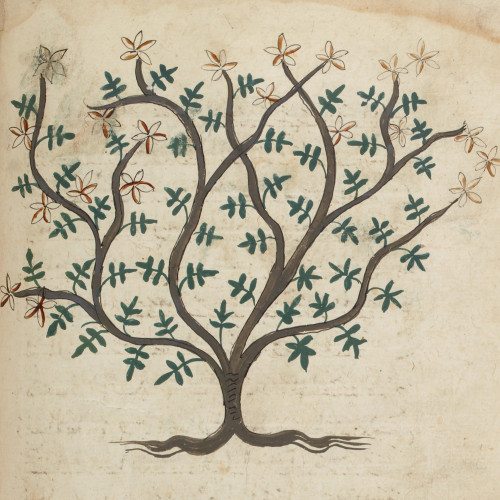 Les plantes dans une encyclopédie mamelouke