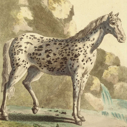 Le Cheval
