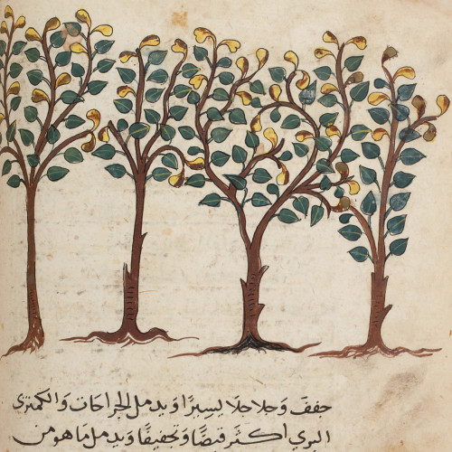 Les plantes dans une encyclopédie mamelouke