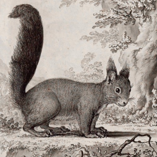 L'Écureuil et la noix