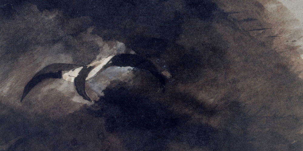 La Mouette passant dans l’ombre