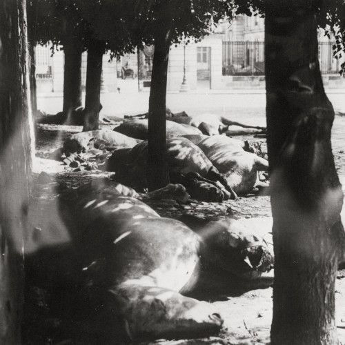 Cadavres de chevaux dans une rue de Soissons