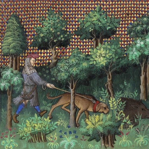 Chasse au sanglier