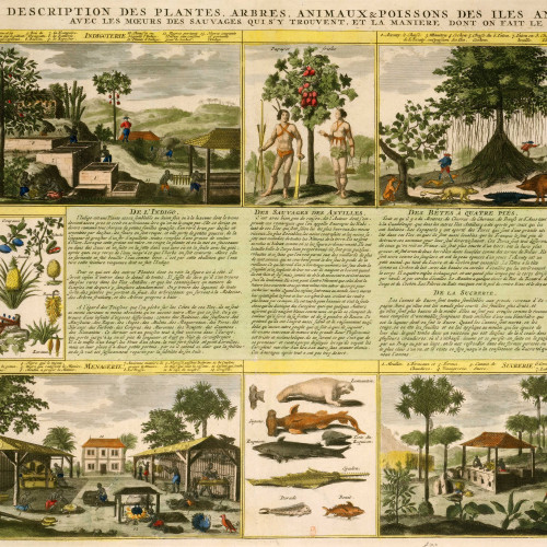 Description des plantes, arbres, animaux et poissons des îles Antilles, avec les moeurs des sauvages qui s’y trouvent, et la manière dont on fait le sucre