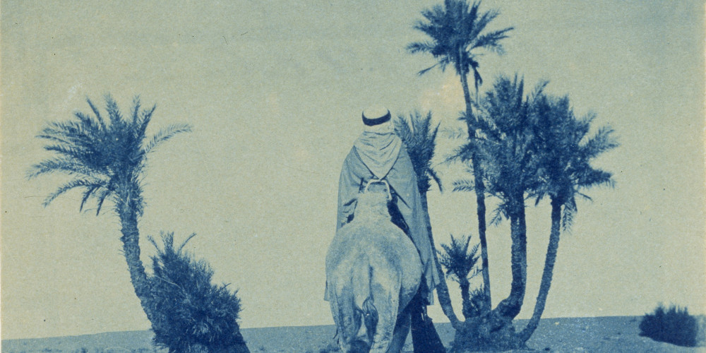 Homme sur un dromadaire et palmiers à l’ouest d’El-Goléa