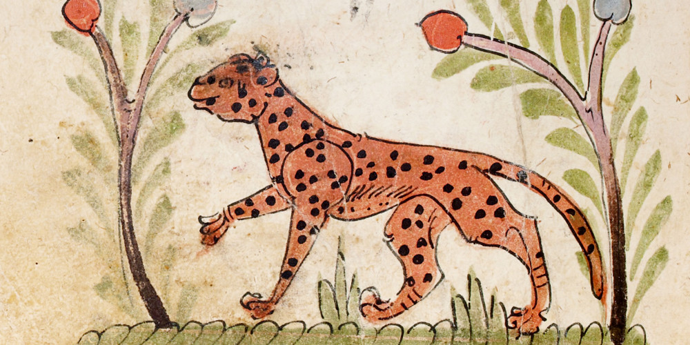 Propriétés médicales des animaux : le léopard