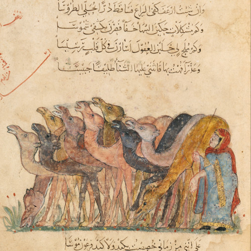 Séance 32 : Le troupeau de chameaux qui a été offert à Abû Zayd en hommage à son talent d’orateur