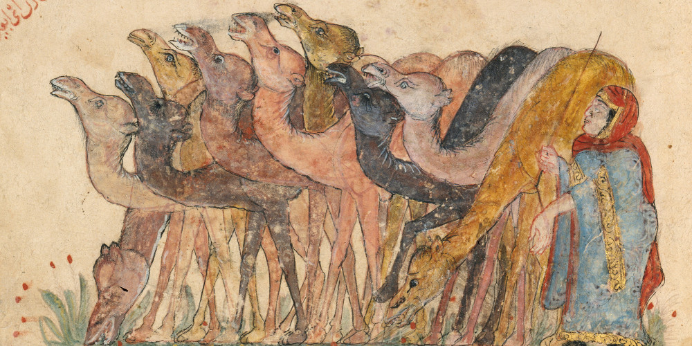 Séance 32 : Le troupeau de chameaux qui a été offert à Abû Zayd en hommage à son talent d’orateur