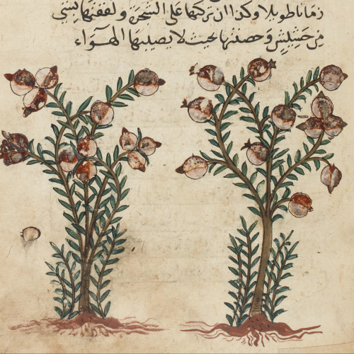 Les plantes dans une encyclopédie mamelouke