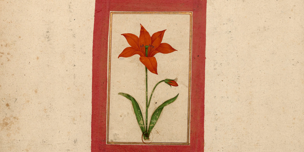 Tulipe en fleur avec un bouton