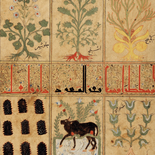 Tableau de plantes médicinales du 12e siècle