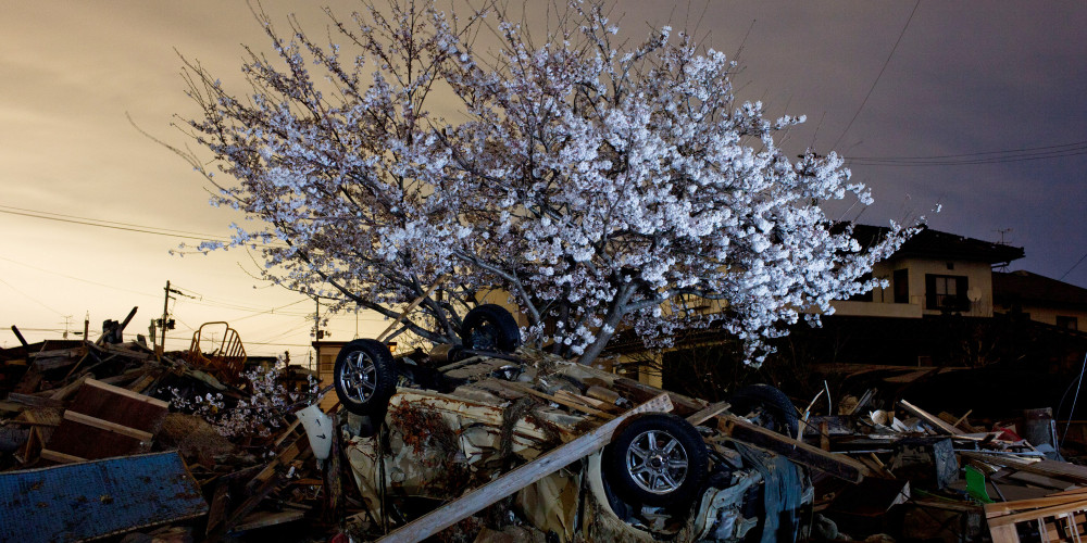 Un cerisier en fleurs après le passage du tsunami au Japon