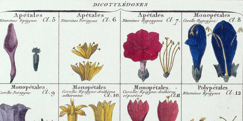 Tableau de la méthode de Jussieu