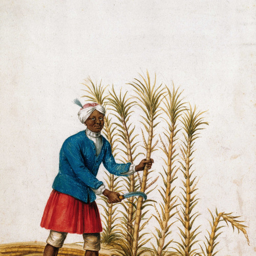 Esclave des Antilles coupant des cannes à sucre