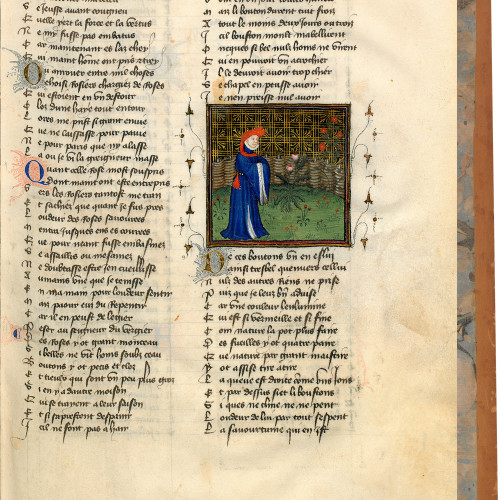 Fol. 14 : L'Amant contemple le rosier
 