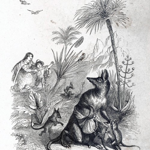 La Sarigue
